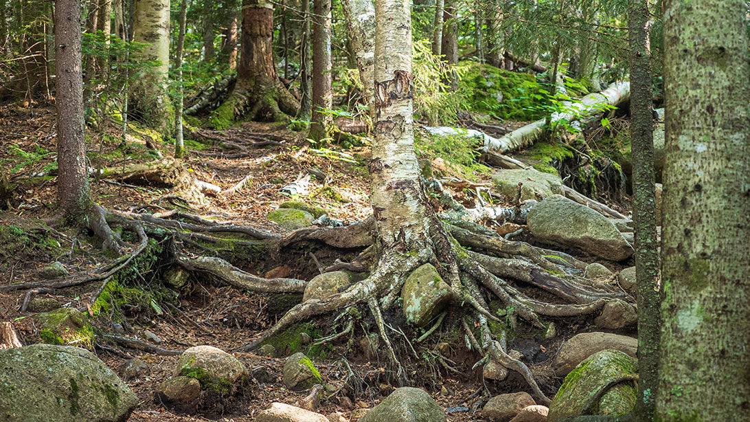 Days to Celebrate on Social in April 2025