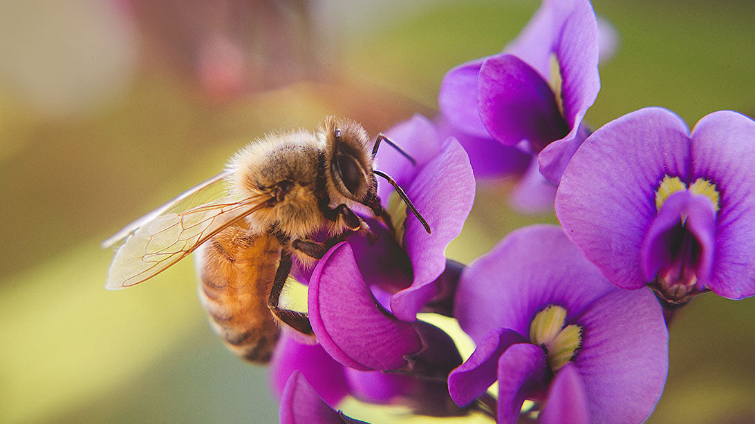 Days to Celebrate on Social in May 2025: Green Beauty for a Sustainable Future